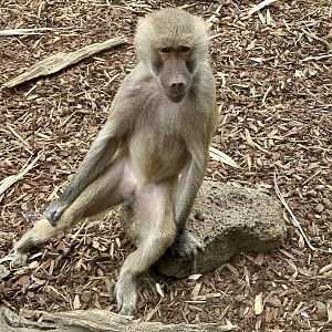 Hamadryas baboon (adolescent)