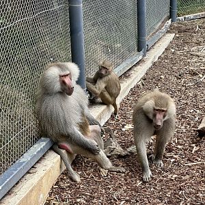 Hamadryas baboon (family)