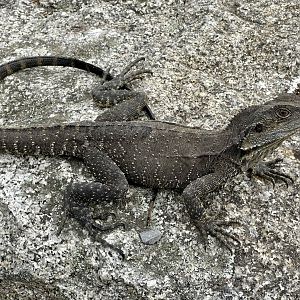 Gippsland water dragon (Intellagama lesueurii howittii)