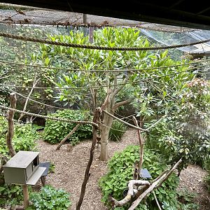 Cotton-top Tamarin Exhibit