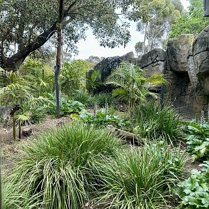 Old Mandrill Exhibit