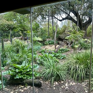 Old Mandrill Exhibit