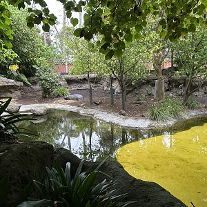 Pygmy Hippopotamus Exhibit