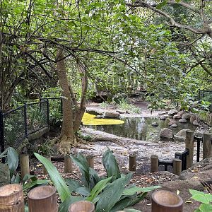 Pygmy Hippopotamus Exhibit