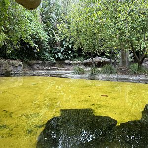 Pygmy Hippopotamus Exhibit