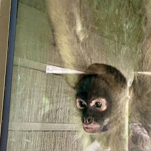 Spider monkey (Ateles geoffroyi)
