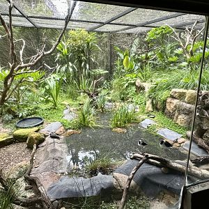 Black-winged Stilt Aviary