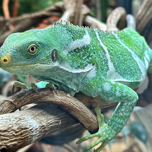 Fijian crested iguana (Brachylophus vitiensis)