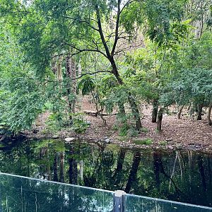 Sumatran Tiger Exhibit