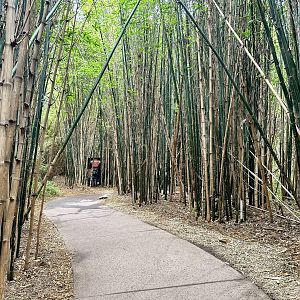 Bamboo Forest