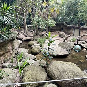 Asian Small-Clawed Otter Exhibit
