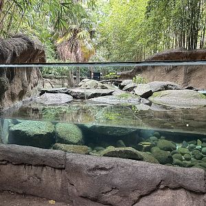 Asian Small-Clawed Otter Exhibit