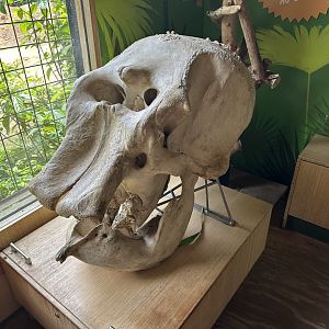Asian Elephant Skull