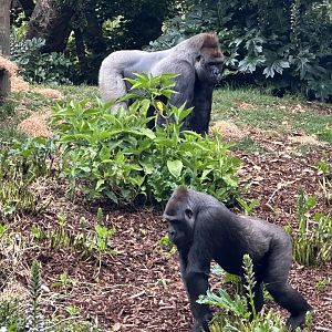 Otana and Kimya (Western lowland gorillas)