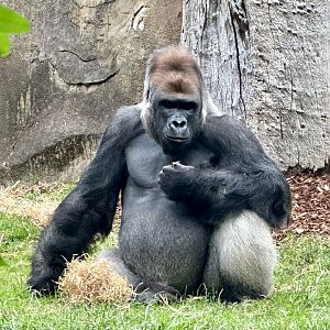Otana (Western lowland gorilla)