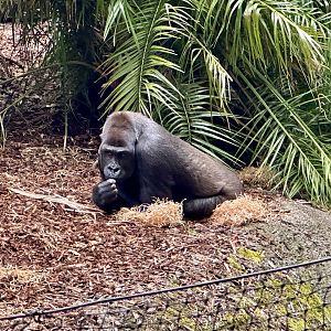 Kimya (Western lowland gorilla)
