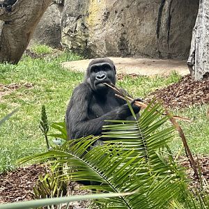 Kanzi (Western lowland gorilla)