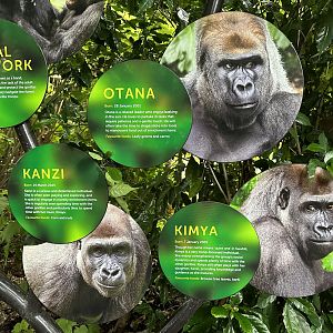 Gorilla Family Signage