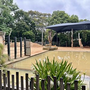 Asian Elephant Exhibit (Bull Paddock)