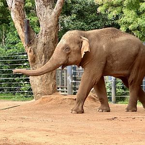 Luk Chai (14 years old)