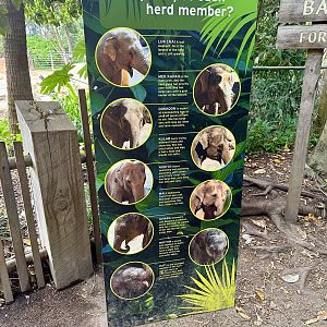 Asian Elephant ID Board