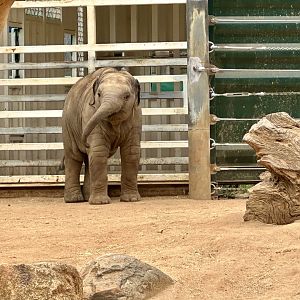 Aiyara (12 months old)