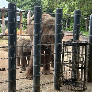 Num Oi Nursing Kati (10 months old)