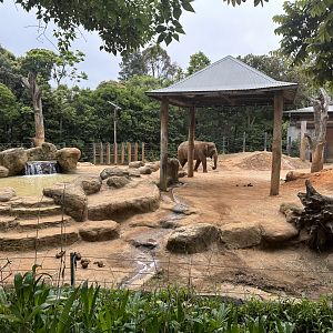Asian Elephant Exhibit (Cow Paddock)