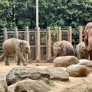 Asian Elephant Calves