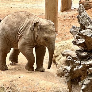 Roi Yim (12 months old)