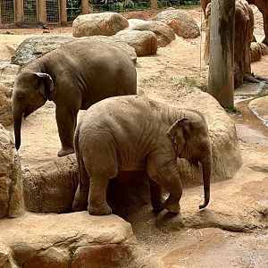 Aiyara and Roi Yim (12 months old)