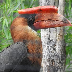 [2017] Rufous hornbill