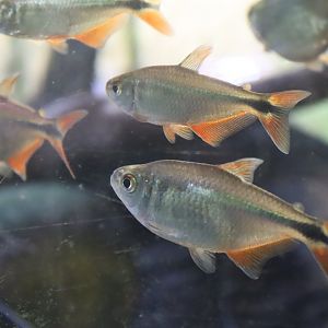 Buenos Aires Tetras