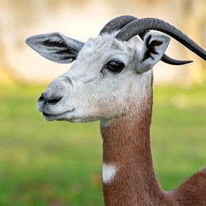 Nubian red-necked gazelle (Nanger dama ruficollis)