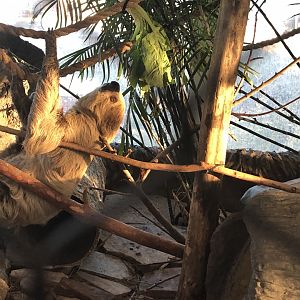 Southern two-toed sloth, Choloepus didactylus