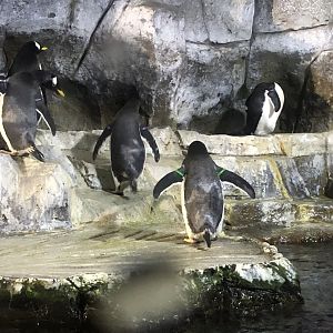 Gentoo penguins, Pygoscelis papua