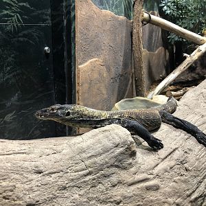 Young Komodo dragon, Varanus komodoensis
