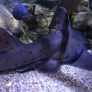 Horn shark, Heterodontus francisci