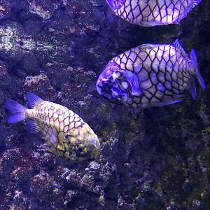 Japanese pineapplefish, Monocentris japonica