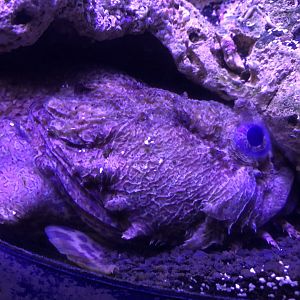 Oyster toadfish, Opsanus tau