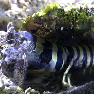 Zebra mantis shrimp, Lysiosquillina maculata