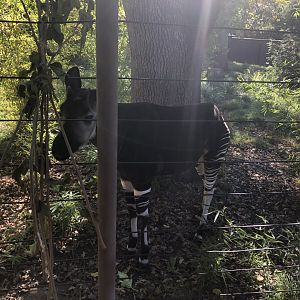 Mo, Okapi, Okapia johnstoni