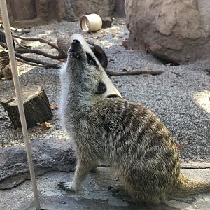 Meerkat, Suricata suricatta