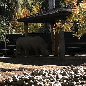 J Gregory, Southern white rhinoceros, Ceratotherium simum simum