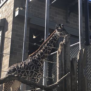 Cheyenne, Young Masai giraffe, Giraffa tippelskirchi