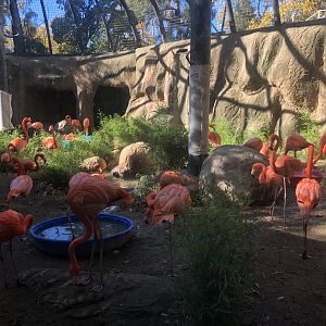Temporary flamingo habitat (former chimp habitat)