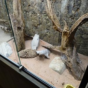 Skansen-Akvariet - Tarantula exhibit #4