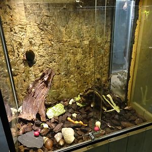 Skansen-Akvariet - Snail exhibit