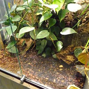 Skansen-Akvariet - Scorpion exhibit