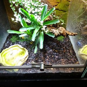Skansen-Akvariet - Poison dart frog exhibit #1
